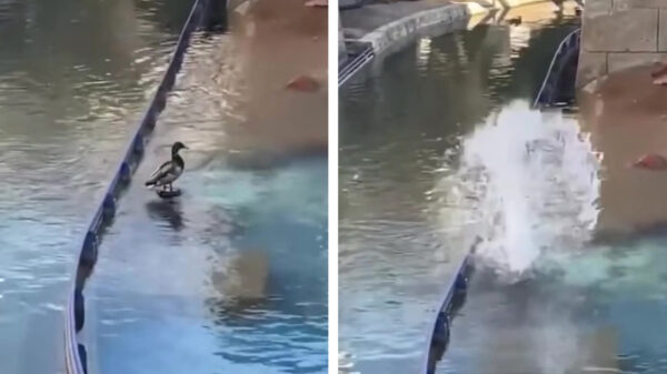 Eendje weet bij de wildwaterbaan precies de verkeerde zitplaats uit te kiezen