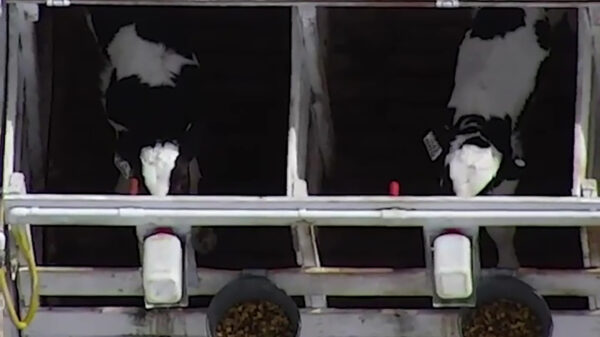 Al het goeie komt van een miljoenmiljard melkunie koeien