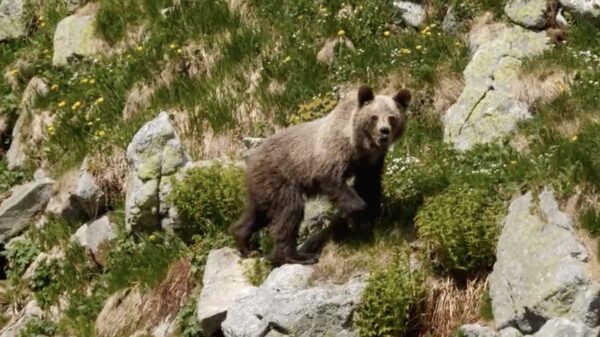 Note to self: als een beer op deze manier kijkt kun je maar beter gaan rennen