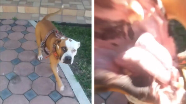 Awwww, kijk wat een schattig hondje, die ga ik aaiAAAAAARRRGGGHHH