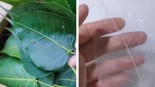 Het clorofyl van bladeren afhalen en een doorzichtig blad overhouden is best bevredigend