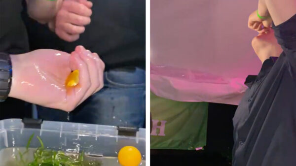 Het was voor Gerrit de Goudvis helaas de eerste en tevens laatste TT in Assen