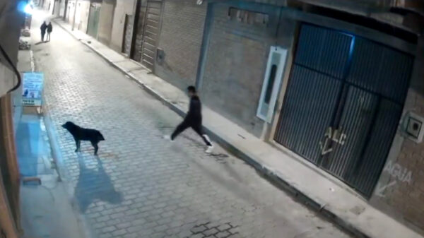 Instant karma voor laffe teckel die uit het niets een straathond wil trappen