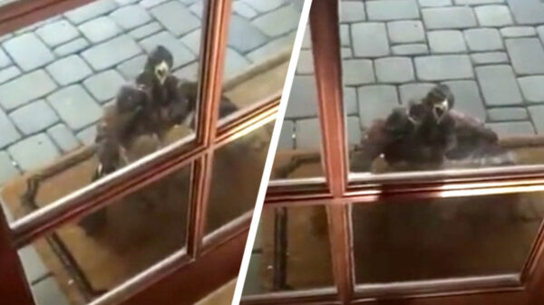 Het laatste waar je op zit te wachten: 's ochtends de buurvrouw aan je deur