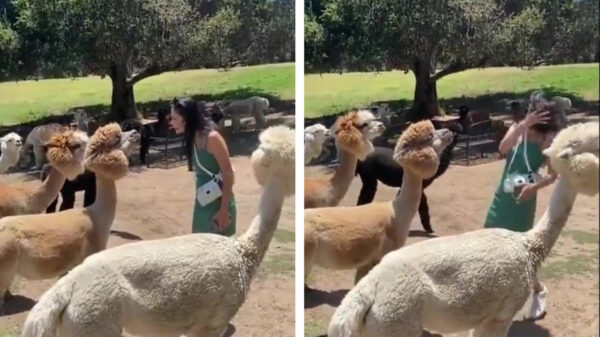 Dame krijgt van geïrriteerde lama de volle lading