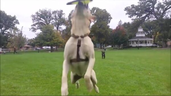 Een heerlijke lading fails die je ruim van tevoren ziet aankomen