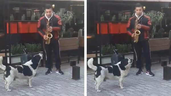 Straatartiest wordt bijgestaan door een viervoeter met een gouden keeltje