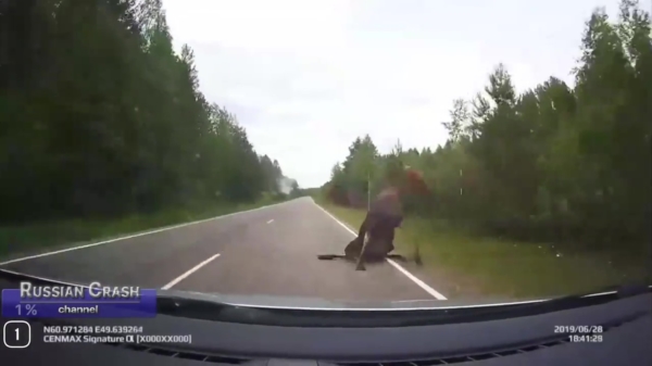 Russische bestuurder heeft bizarre close encounter met een eland