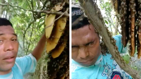 Bijenfluisteraar biedt zijn diensten aan in zijn bij-zonder originele promovideo