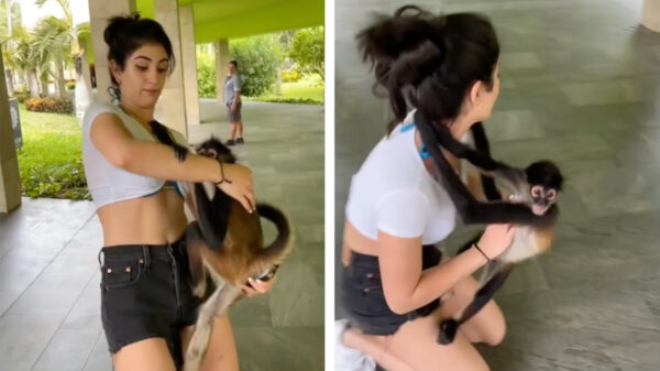 Vrouwelijk slachtoffer getroffen door verdomd irritante pokke-apen