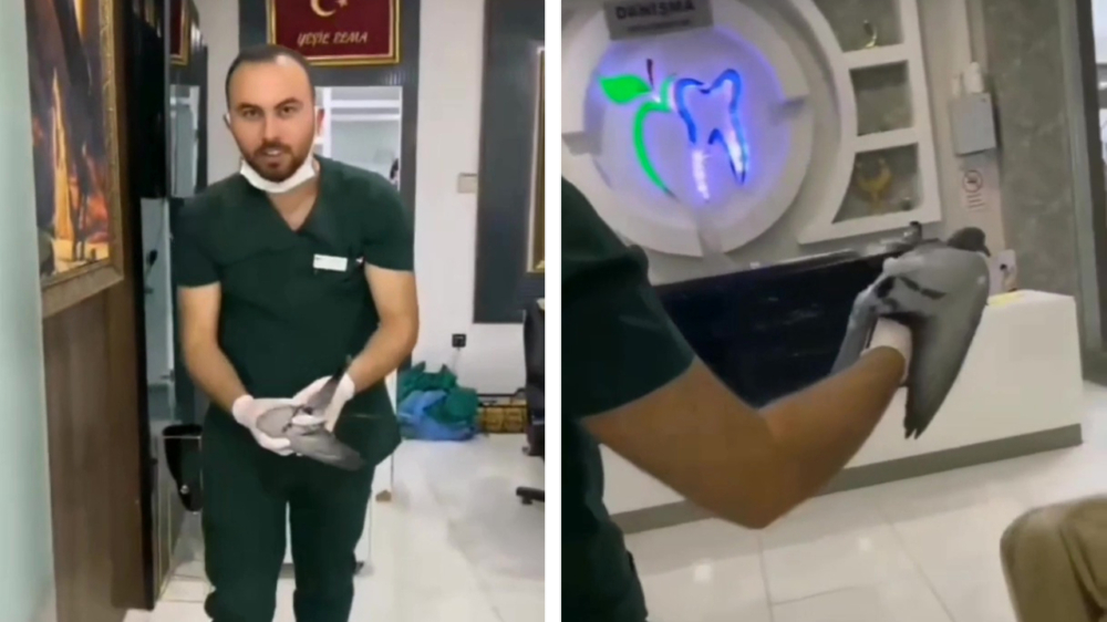 Wait for it: Turkse tandarts weet duif uit zijn praktijk te redden