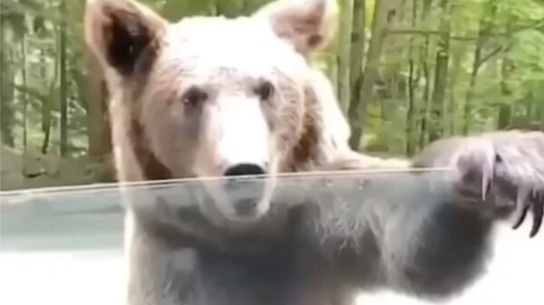 Pas op, een beer. Doe snel het raam dicht!