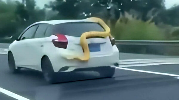 Chinees gaat een stukje rijden met zijn python die uit het raam kruipt