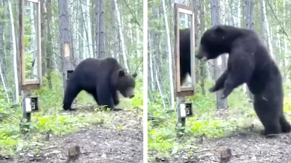 Beer wordt vanuit het niets op laffe wijze in zijn rug aangevallen