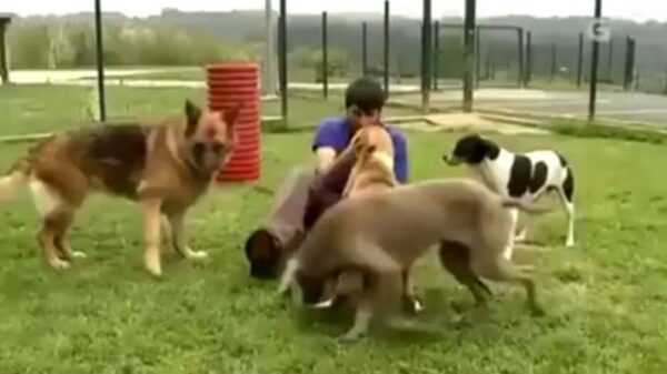 Tv-programma maakt niet de meest doeltreffende reclame om een hond te adopteren