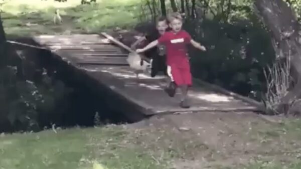 Trauma-alert: jongens worden aangevallen door agressieve haan