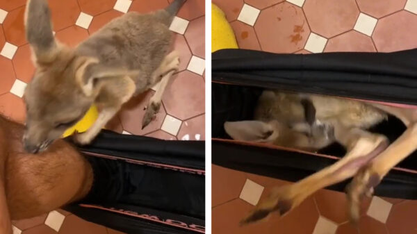 Het grote nadeel van moeten kakken in Australië