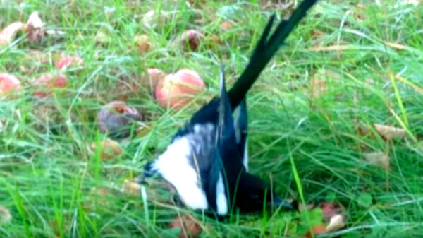 Wel eens een Noorse ekster gezien die strontlazarus over het gras schuift?