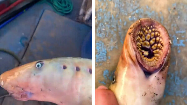 Dit zeemonster wil je absoluut niet tegenkomen tijdens het zwemmen