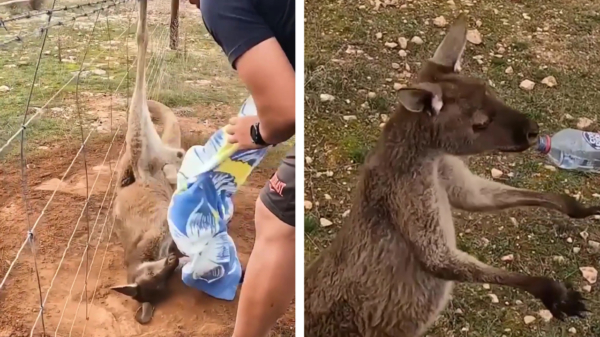 Eindbazen weten pissige kangoeroe uit het prikkeldraad te redden