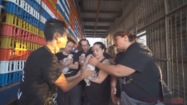 Activisten komen in actie en redden een miljoenmiljard... uhm 4 kippen uit een slachthuis