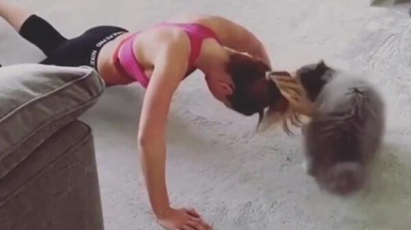 Het bewijs dat alle katten eigenlijk enorme eikels zijn