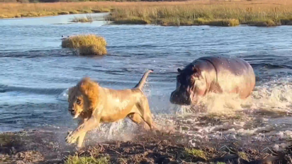 Dapper nijlpaard neemt het in Afrikaanse rivier op tegen 3 leeuwen