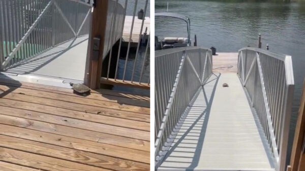 Even kennismaken met de allersnelste schildpad ter wereld