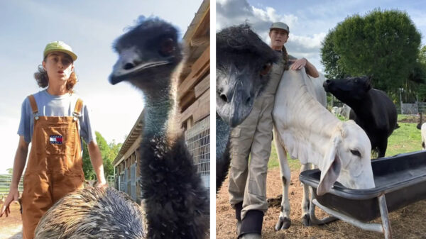 Boerinneke is HE-LE-MAAL klaar met Emmanuel de troll-emoe