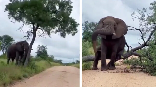 U wilt hier passeren, mag dat?