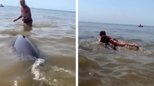 Domme muts besluit in Zandvoort bovenop gestrande dolfijn te klimmen, meldt zich bij politie