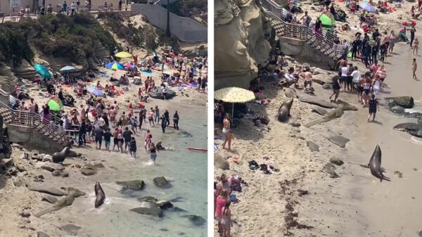 Allemaal opzouten, dit is ONS strand!