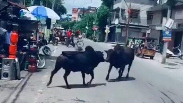 Twee vechtende stieren besluiten plotsklaps te gaan winkelen