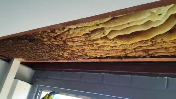 Australiër heeft een bizar bijennest in zijn plafond