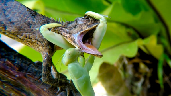 Roofzuchtige bidsprinkhaan gaat vol in de aanval als 'ie een hagedis tegenkomt