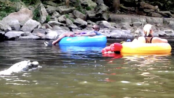 Mensen een hartverzakking bezorgen doe je met een afstandbestuurbare alligator