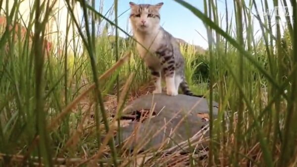 POV: hoe 5 minuten in het leven van een kat eruitziet