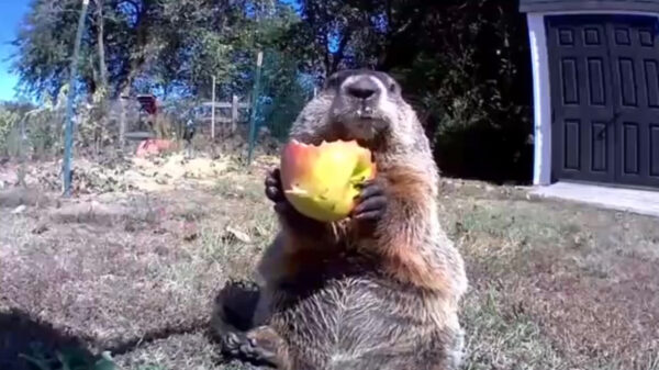 Gewetenloze bosmarmot eet zijn pas gejatte fruit voor de camera van de boer op