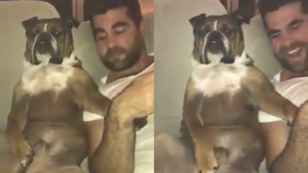 Brutus is net iets té ontspannen tijdens chillsessie met zijn baasje