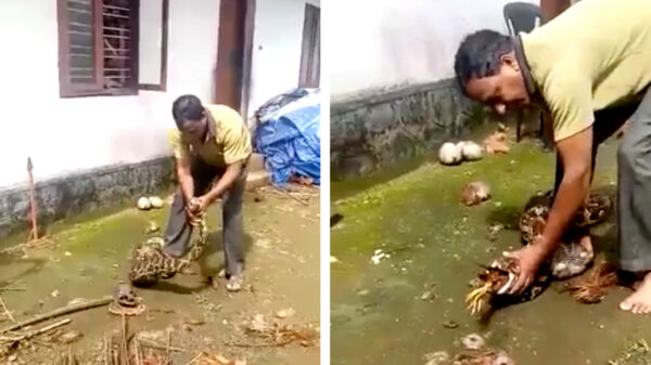 Gewoon even die kip die voor je soep was bedoeld confisqueren