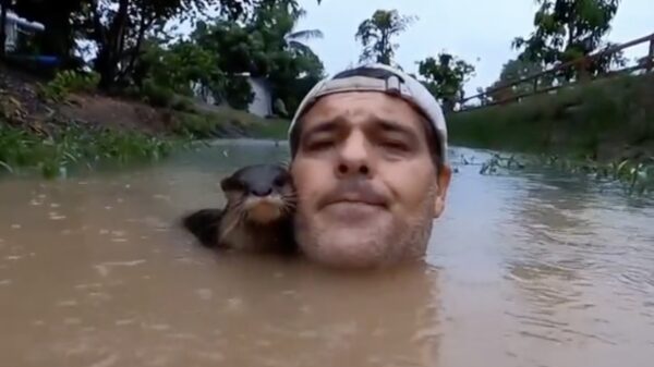 Gewoon even BFF worden met een random otter die komt buurten