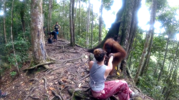 Uit de oude doos: orang-oetan gijzelt een vrouw en laat haar niet gaan