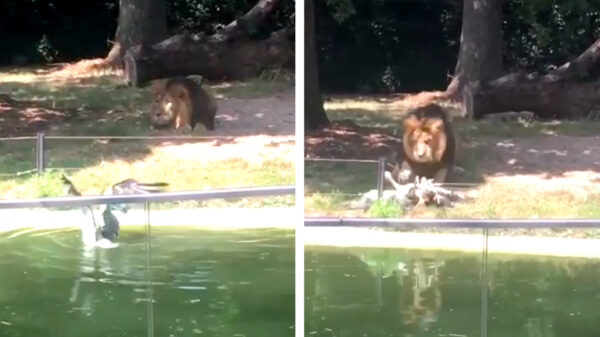 Het bezoek van deze ooievaar aan ZOO Planckendael was van korte duur