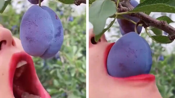 De perfecte video edit bestaat ni...