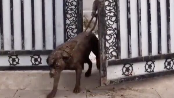 Opeens heb je het: je begint géén hondenuitlaatservice