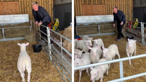 Internet boos op Gordon Ramsay die een lekker lammetje uitzoekt voor het avondeten