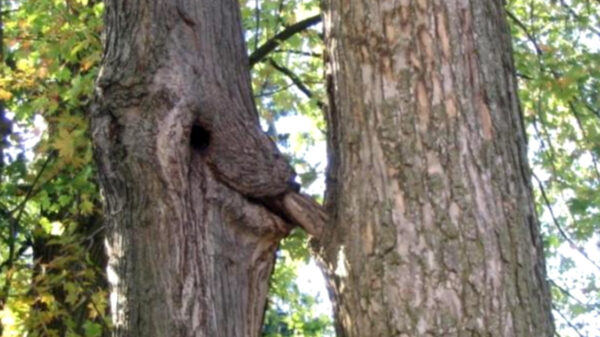 Ook met deze tropische temperaturen is het vandaag Vunzige Woensdag