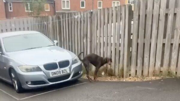 In Engeland hebben sommigen overduidelijk een bloedhekel aan BMW's