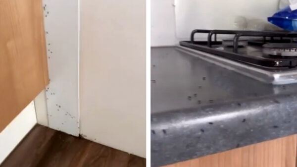 Meer ellende voor Peter Gillis: mieren lopen over aanrecht op park Prinsenmeer