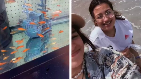 Facepalm van de dag: kansloze millenials "redden" goudvissen door ze in de zee te gooien